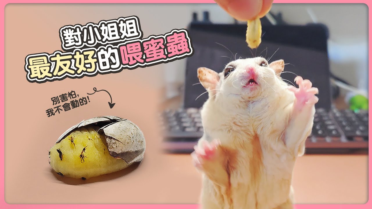 害怕餵蜜袋鼯吃蟲？來試試這種像極了芝士的坦克蟲吧！