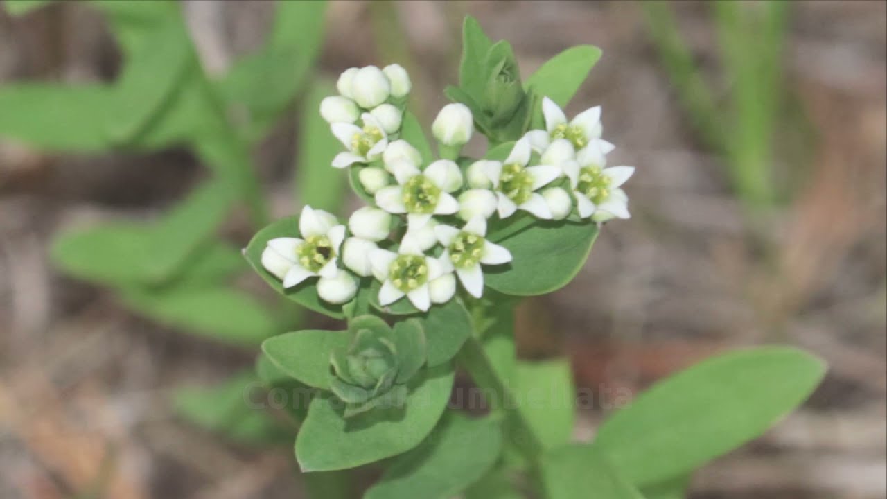HickCoMo Wildflowers 2021 V2