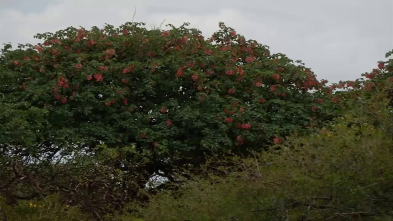 T003 07 Alacimraan Tafsiir@Sheekh Cumar Faaruuq Raximalaah