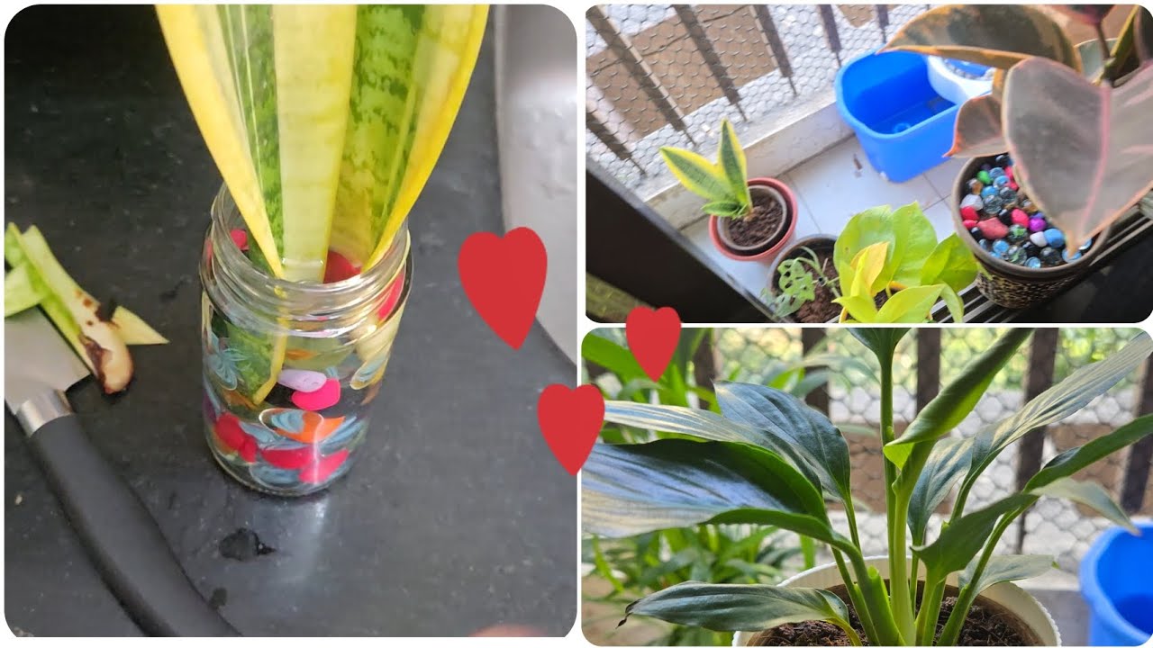 Chutti ke din thora plants 🪴 ke Take care 🙂 😊 @supermomvlog03 