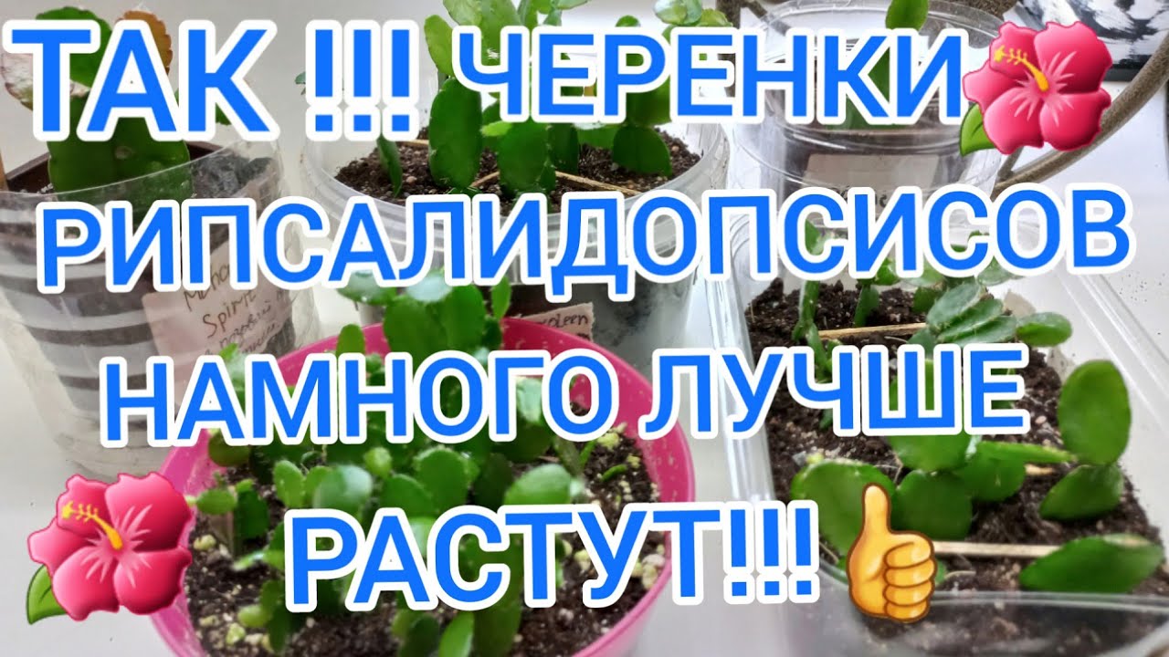 ТАК ЧЕРЕНКИ РИПСАЛИДОПСИСОВ И ШЛЮМБЕРГЕР РАСТУТ НАМНОГО ЛУЧШЕ И БЫСТРЕЕ !!!