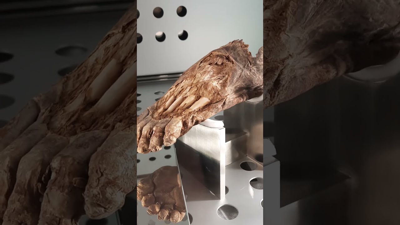 INCREDIBLE SCIENCE: Mummy Feet of the Aboriginal Guanche People on Tenerife