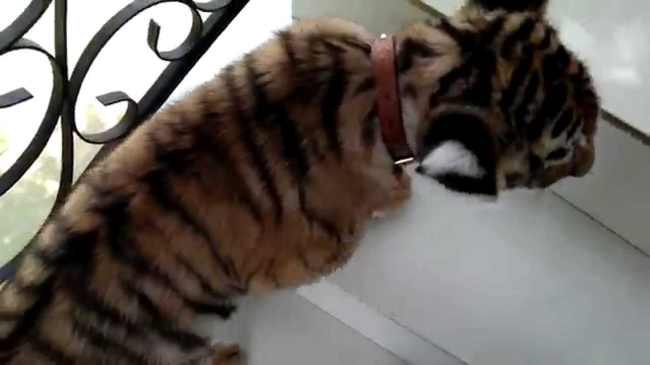 Why I don't like a collar around a tiger's neck !