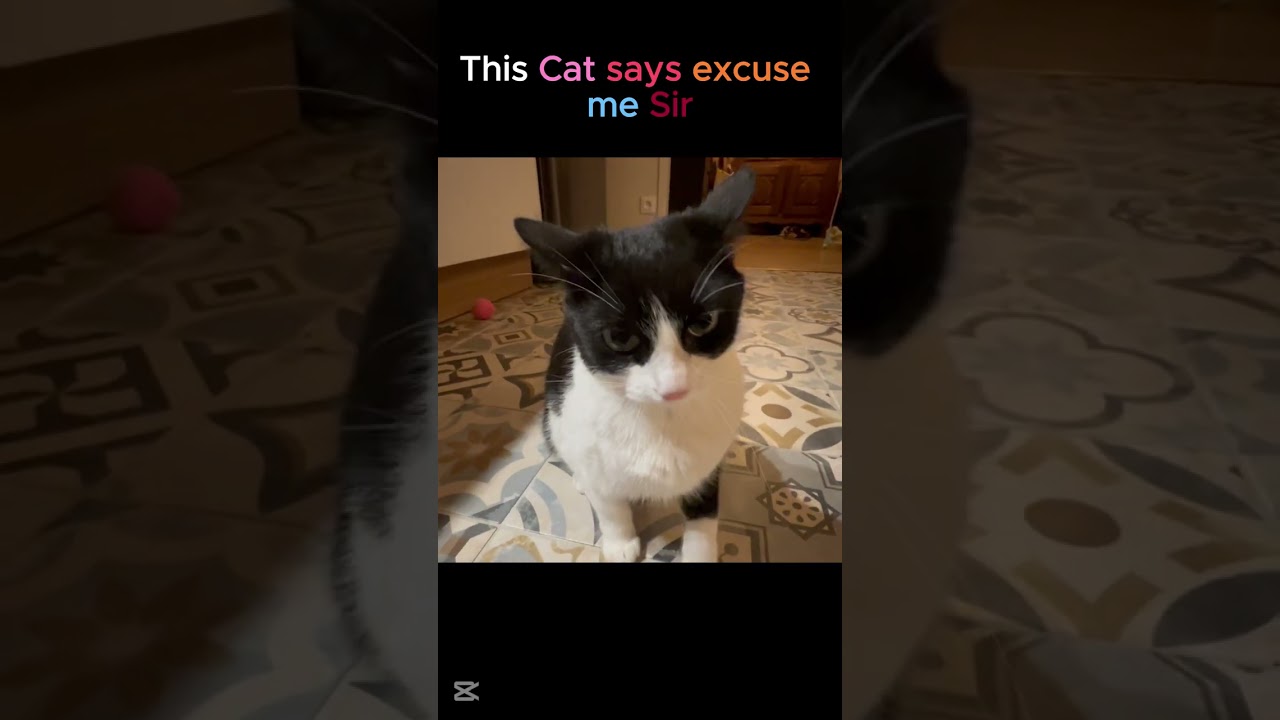 This Cat says excuse me sir. 