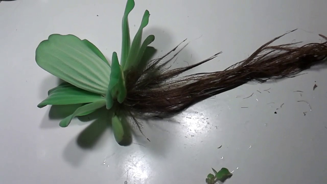 Pistia (stratiotes) rozetkowa Roslina swiatlolubna