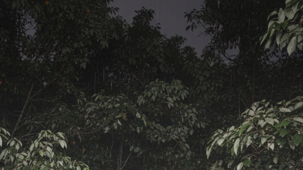 Deep Forest Rainfall at Night — 10 Hours Sleep Sounds