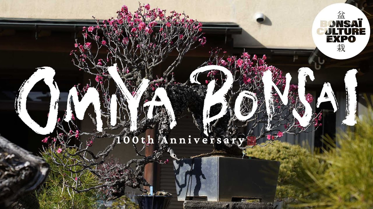 OMIYA BONSAÏ 100éme anniversaire X BCE 2025