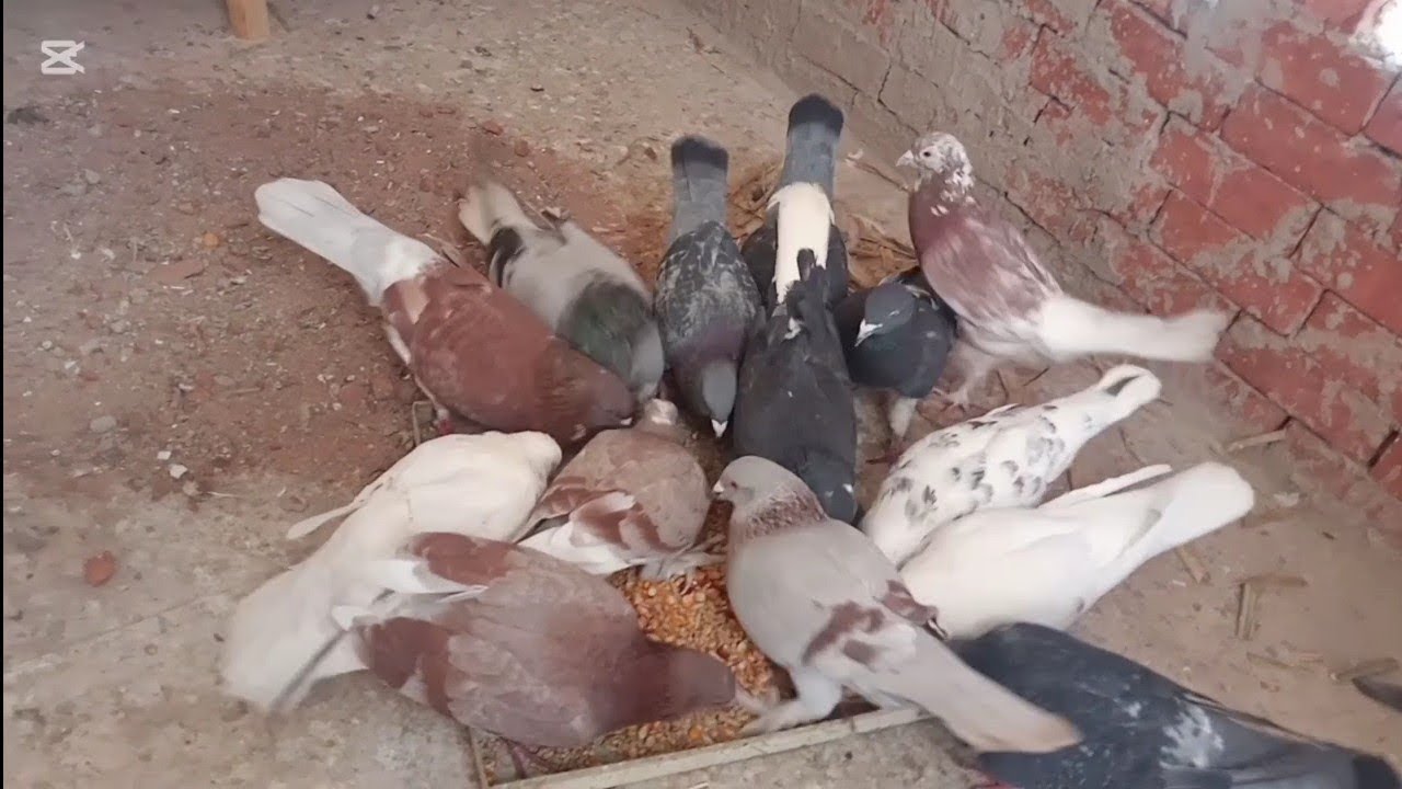 #سر زيادة انتاج الزغاليل🐦💯 ب20 جنية من عند العطار مش هتلاحقي على الإنتاج👌#مشروع