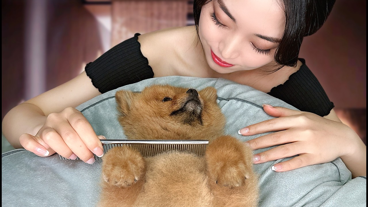 [ASMR] Sleep Inducing Dog Spa