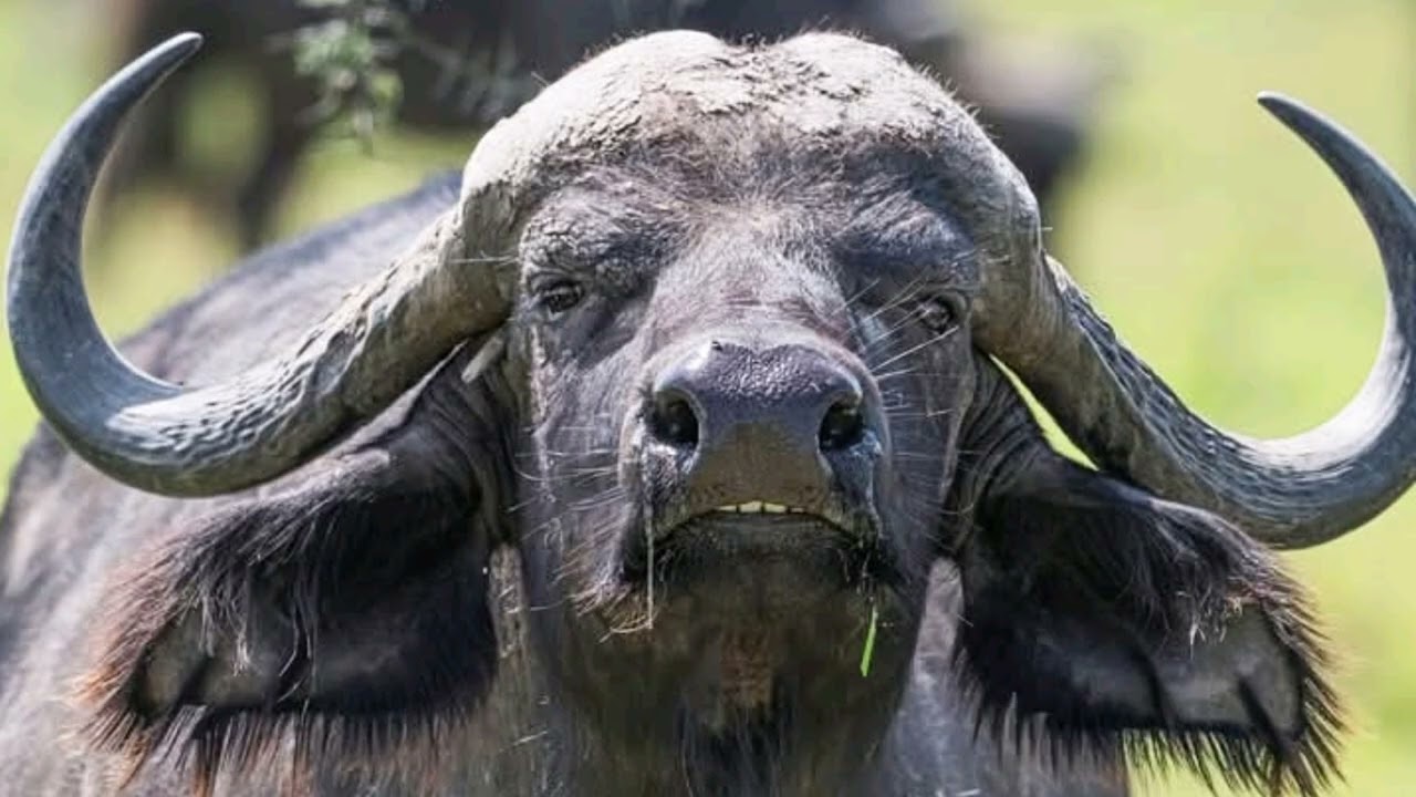 10 Animals With The Shortest Temper On Earth