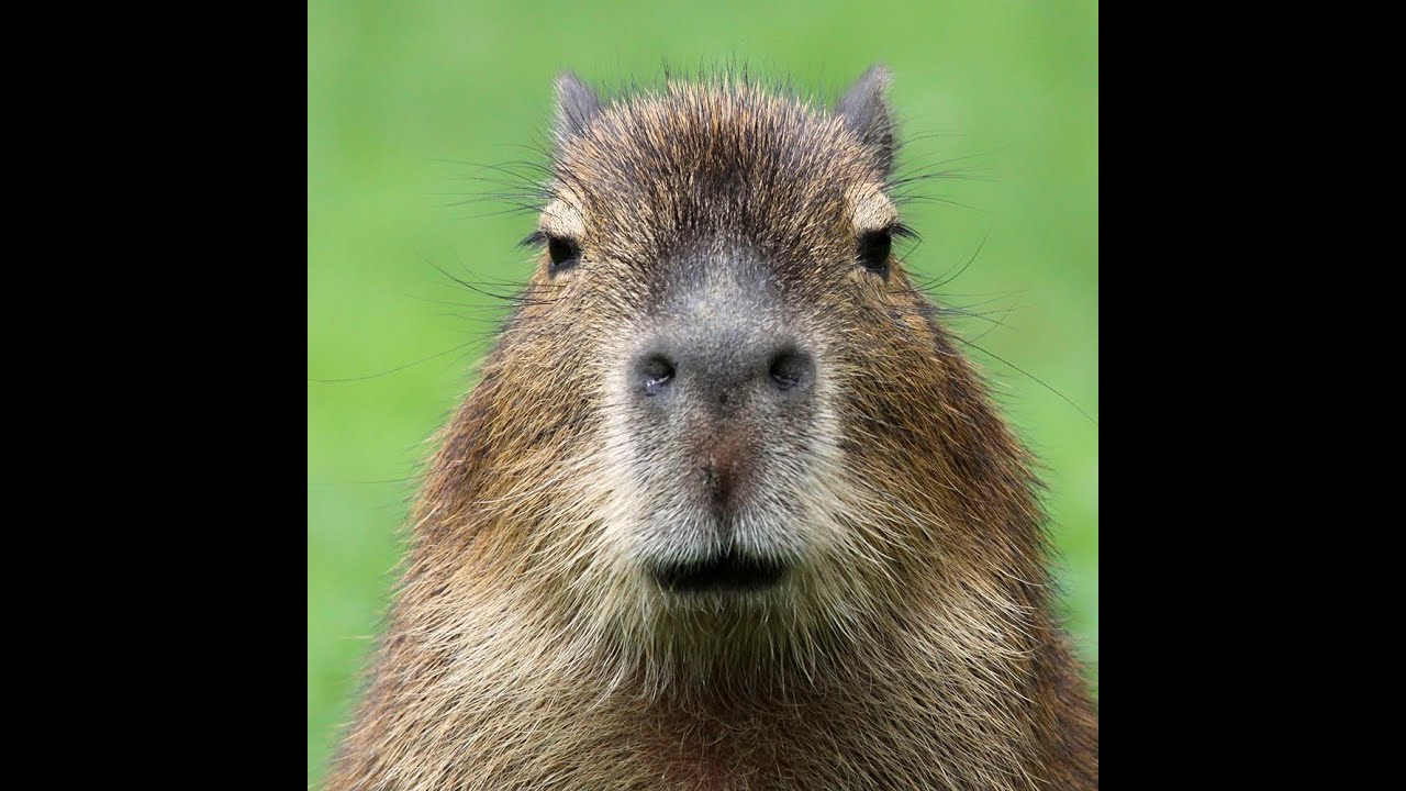 PWBR - [PvP] - Capybara + WarLords x Royals + TheBest - 15/05/2k25 - 'ReeH