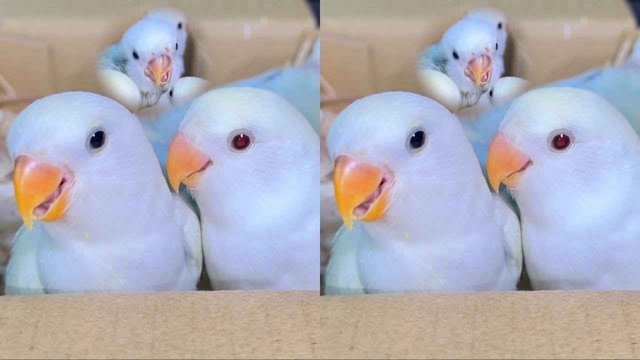 养着养着嘴巴歪了，怎么吃东西？