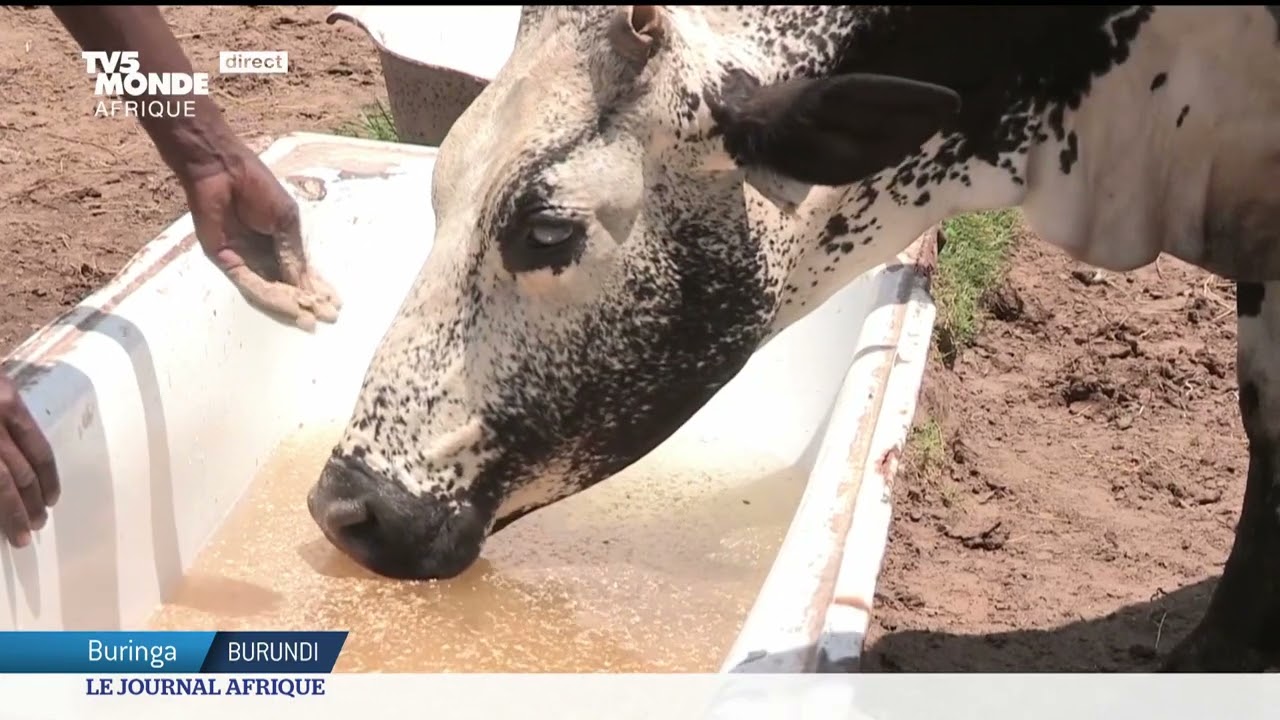 Burundi: place à l'agriculture hors-sol
