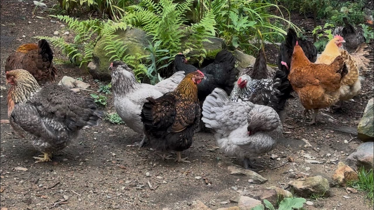 Flock of Chickens Preening