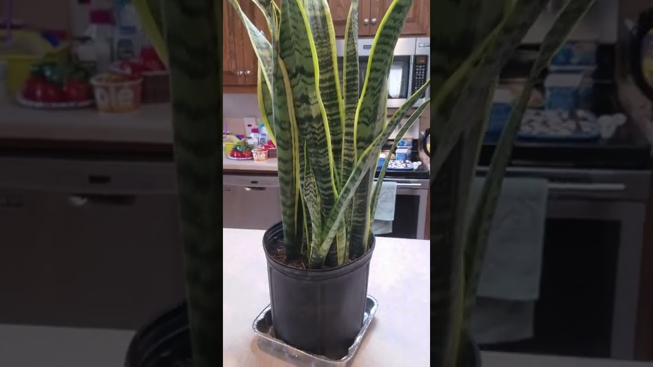 Как ухаживать за сансевиерией (инструкция)