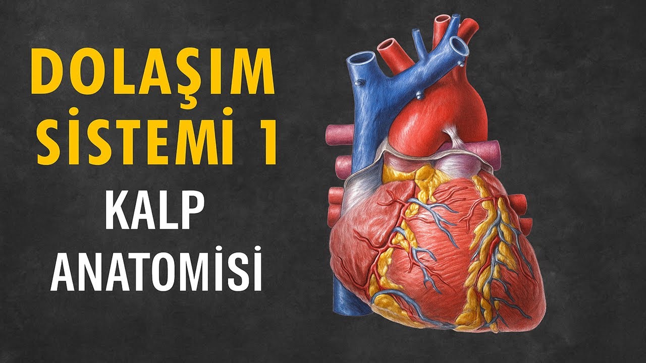 Dolaşım Sistemi 1 / Kalp Anatomisi / Kardiyovasküler Sistem