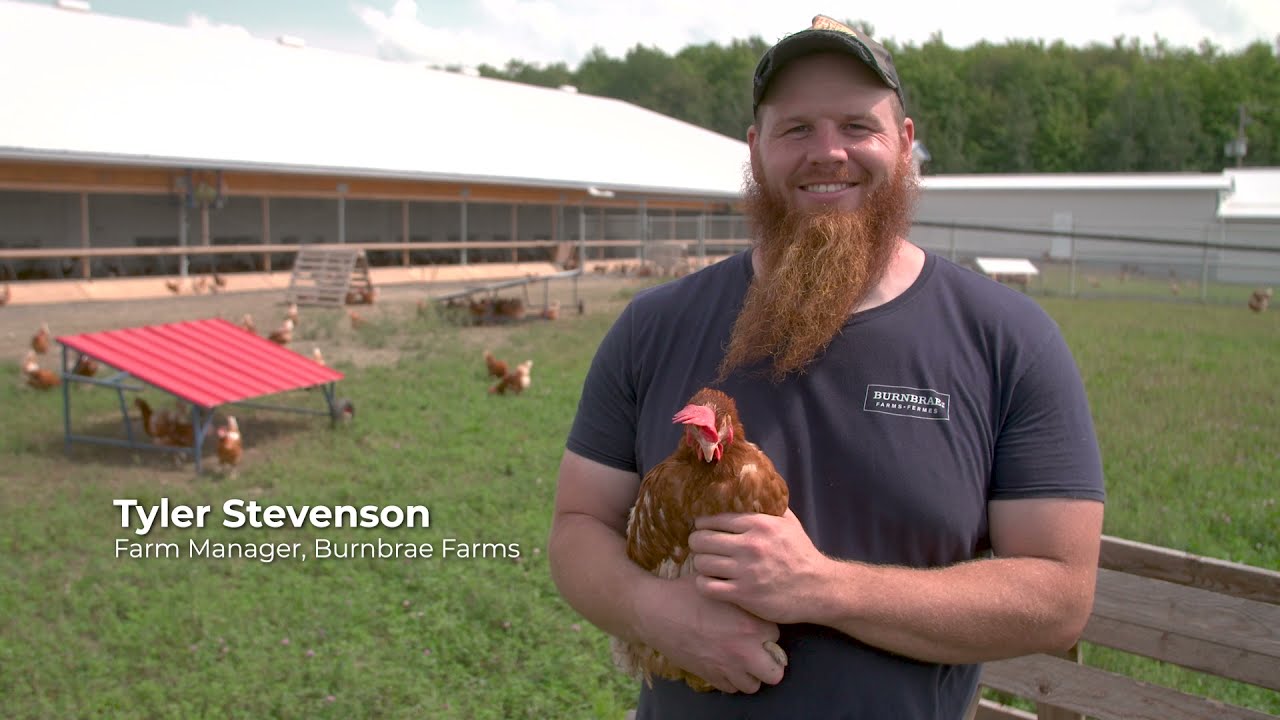 Where our hens live - Free Range Organic