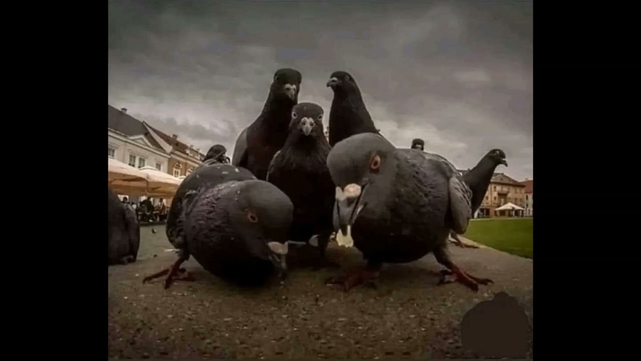You know a thing or two about pigeons, right?