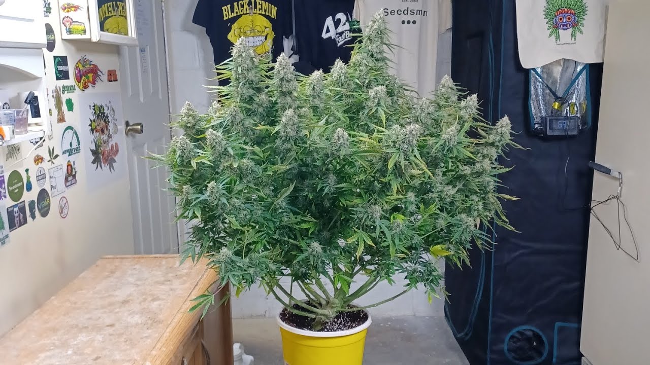 Baked Bomb autoflower Harvest day.  Bomb seeds 1.5 gallon potter grow