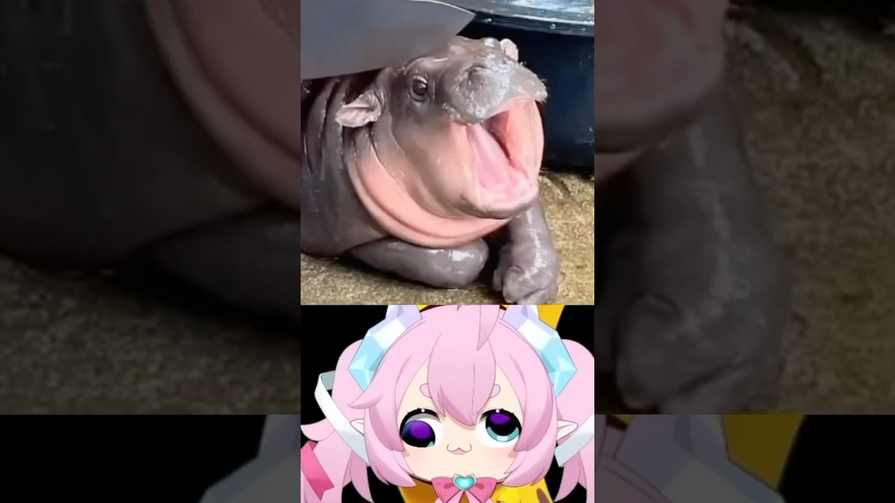 Chibidoki&rsquo;s Nooo Moo Deng!!!! #chibidoki #moodeng #vtuber #viral #shorts