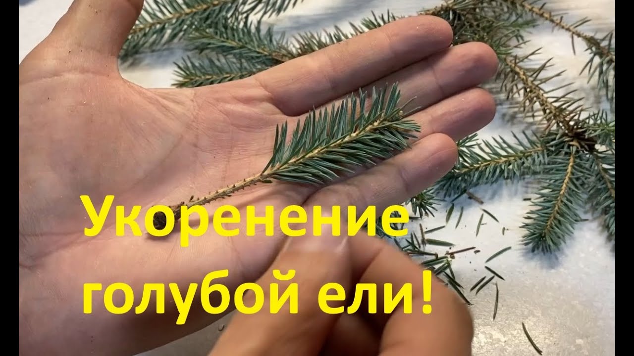 Укоренение голубой ели. Черенкование