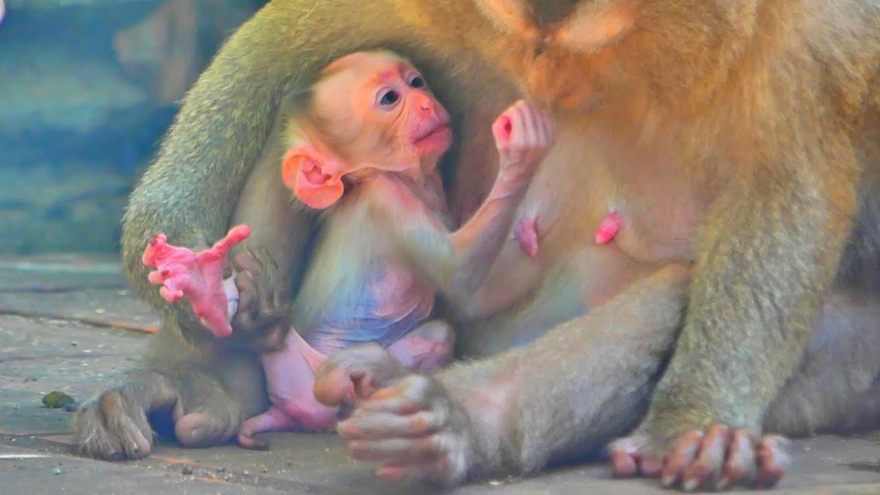 Cute little baby monkey! The best action of the mother monkey and newborn monkey babies