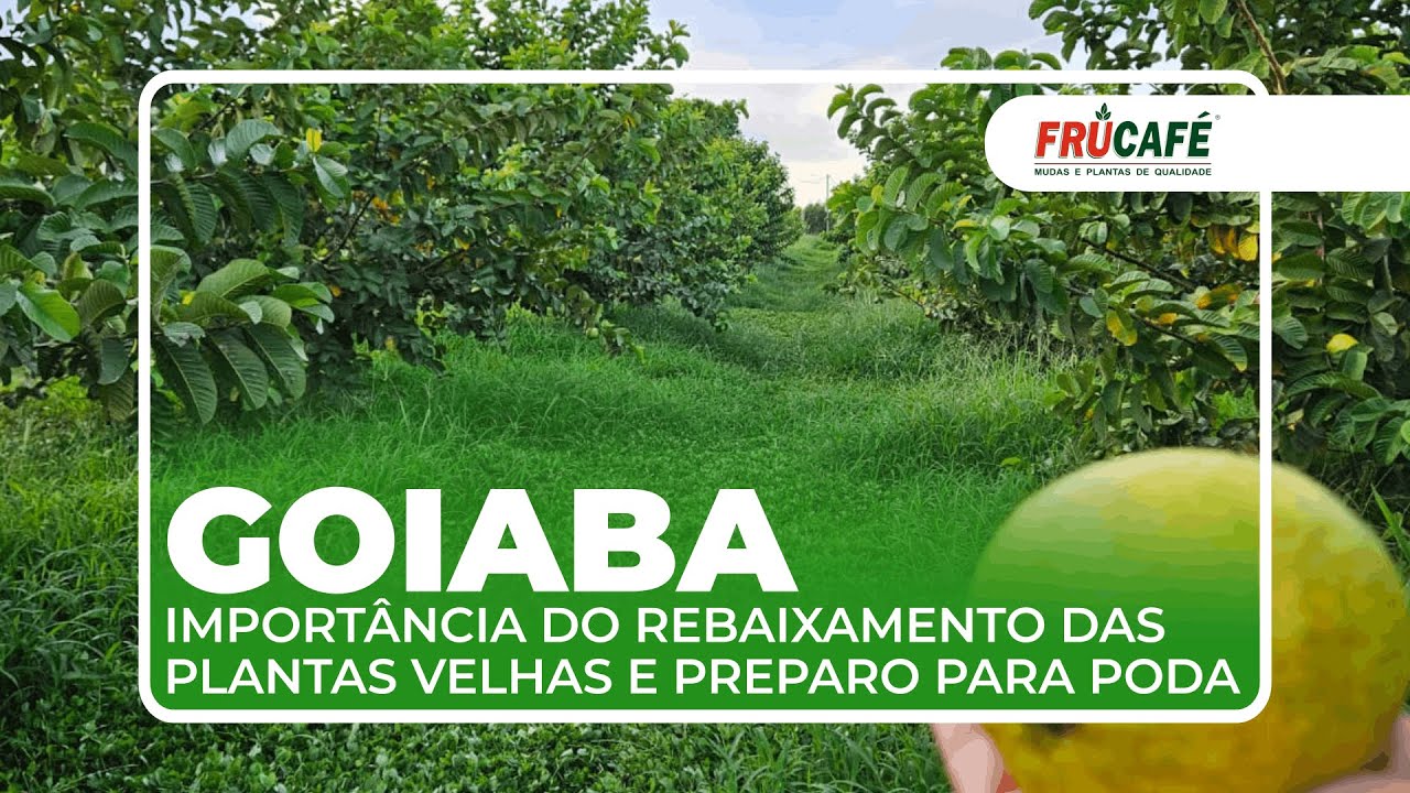 Importância de rebaixar Goiabeiras velhas e preparar para novas podas?