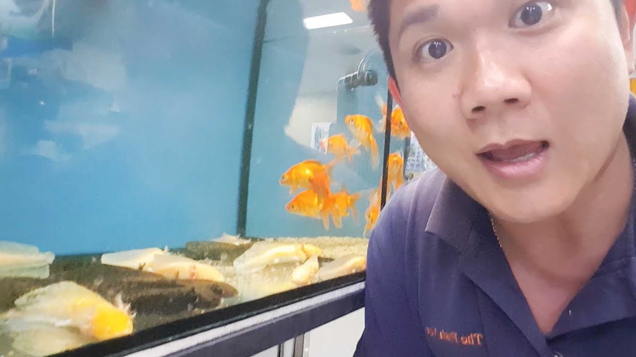 Fish with legs? My new pets, Axolotls-Mexican walking fish