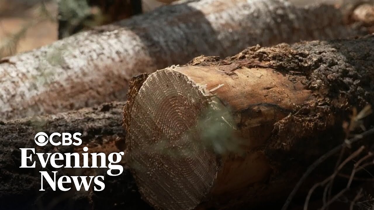 Debate over Trump plan to increase logging on federal lands