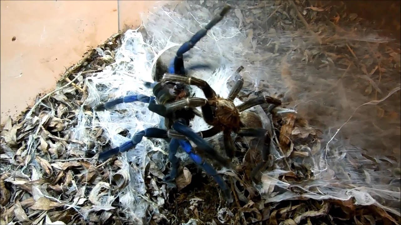 Haplopelma lividum mating 3