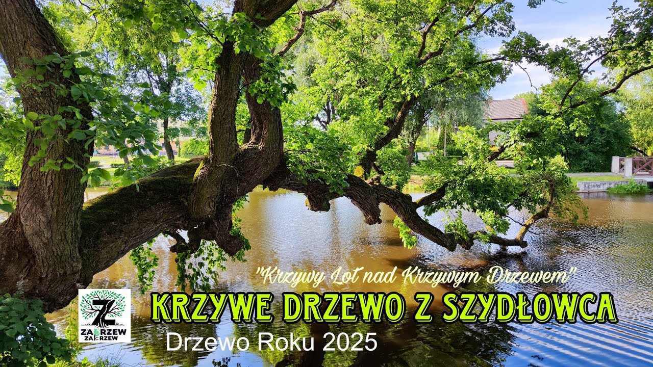 Krzywe Drzewo z Szydłowca - Poznaj z bliska Drzewo Roku 2025