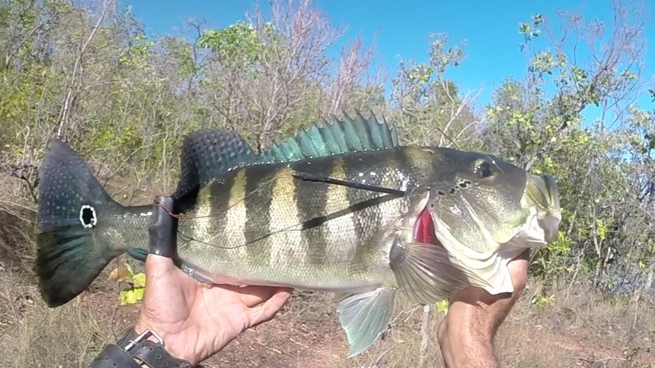 🔥O ENCONTRO COM OS AZULÃO TOCANTINS❤️ PESCA COM ESTILINGUE SLINGSHOT FISHING 🇧🇷