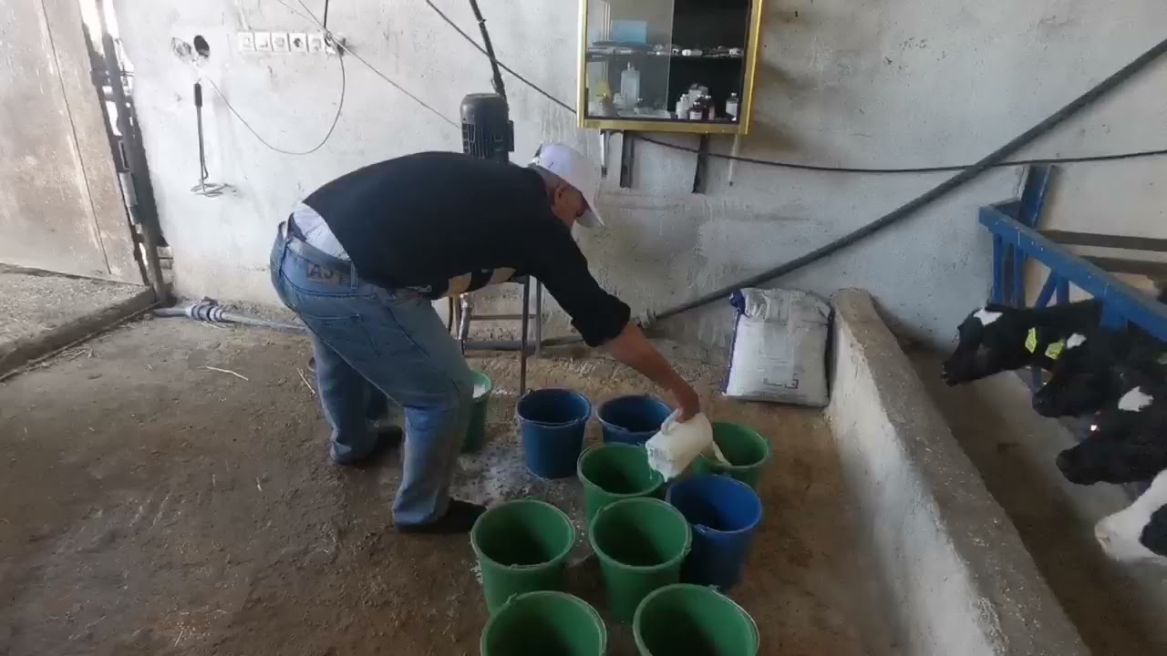 رضاعة صناعية للعجول باستعمال أدوات وتقنيات بسيطة 🐄🐄🍼🍼