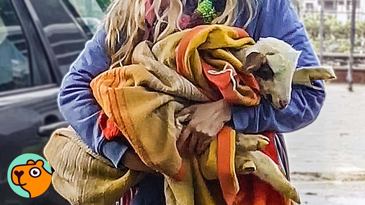 Dumped Lamb Overcomes Odds And Learns to Walk Again | Cuddle Buddies