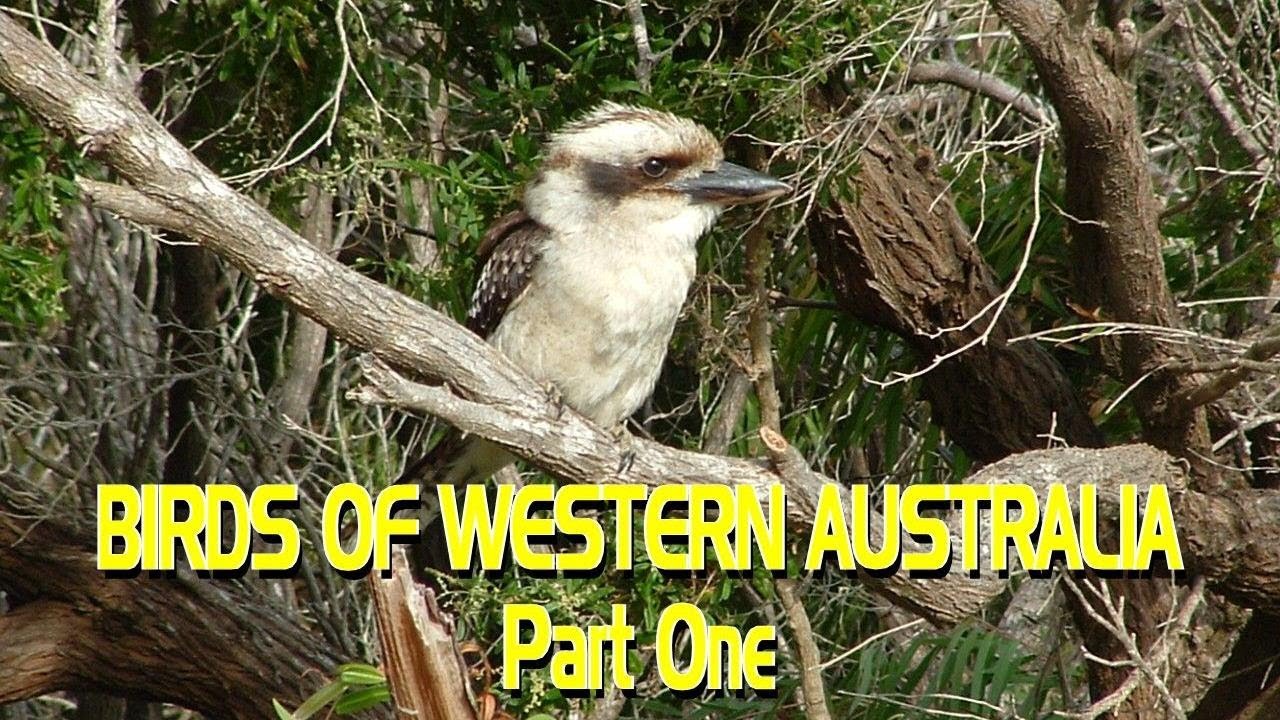 Birds of Western Australia - Part One