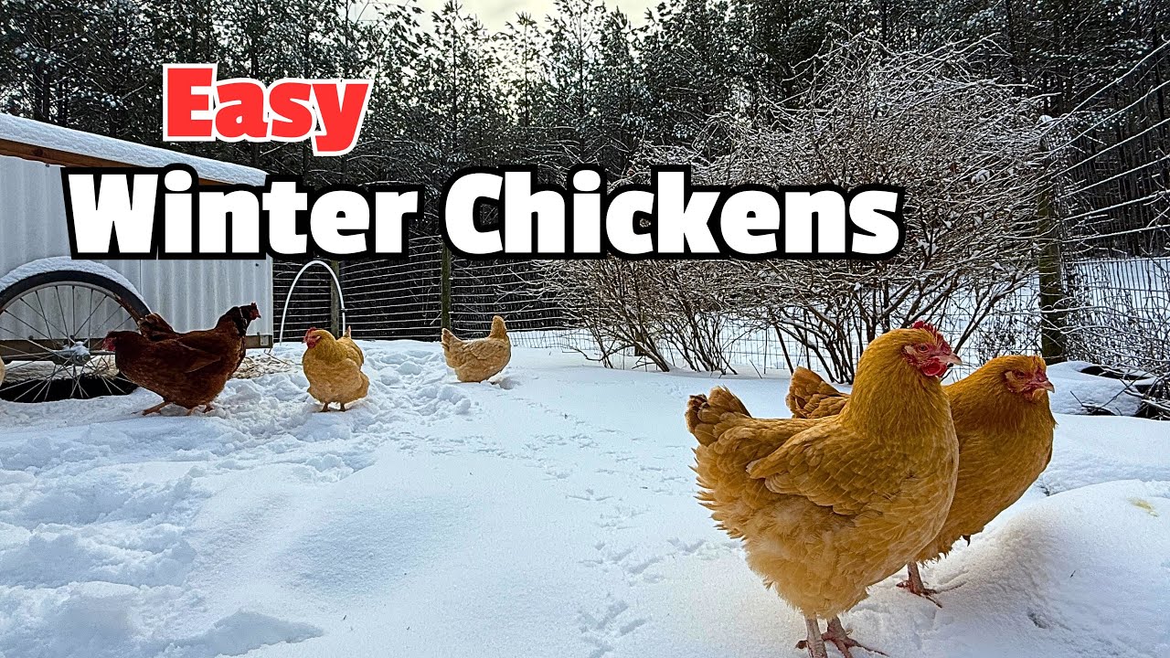Tips for Raising Chickens in Winter!