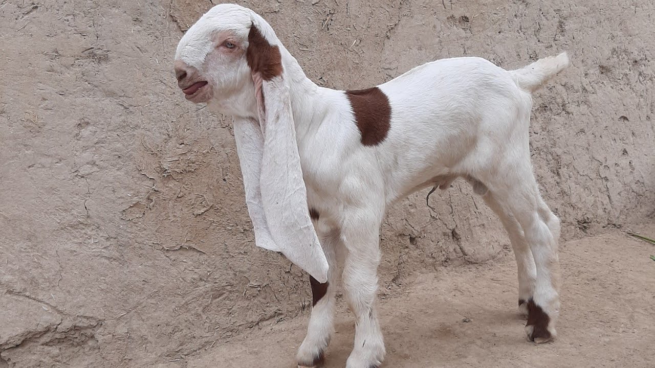 Gulabi goat #gulabigoat #breeder #goat