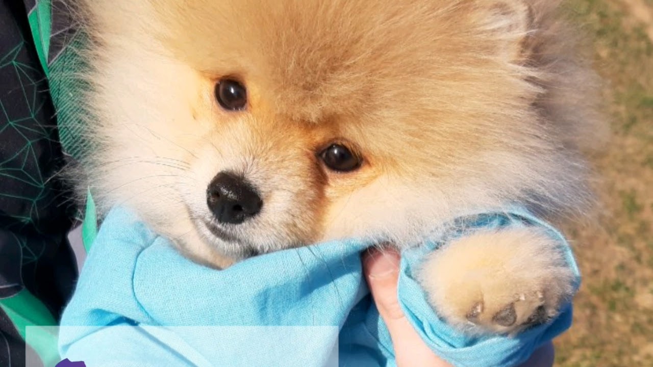 🤩|КАК МЕНЯЕТСЯ ПОМЕРАНСКИЙ ШПИЦ ОТ 2Х МЕСЯЦЕВ ДО ГОДА|🐕ПОМЕРАНСКИЙ ШПИЦ🐶|