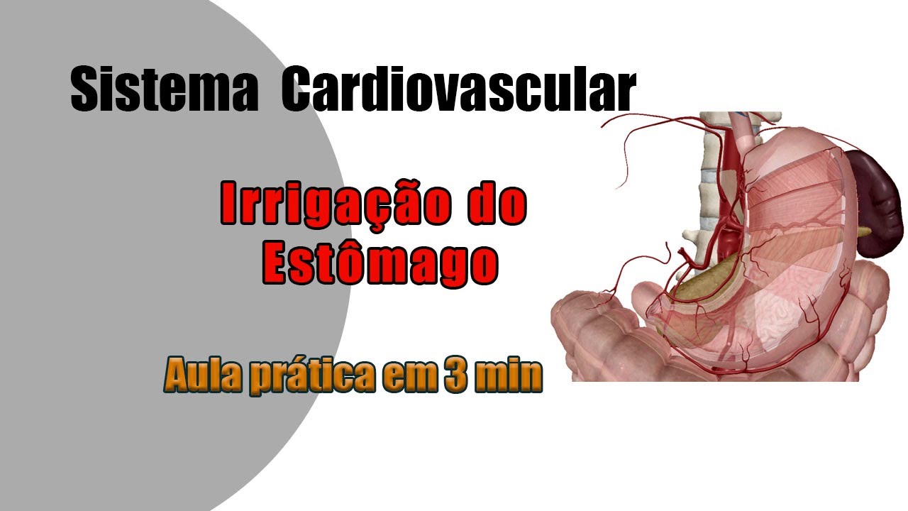 Os vasos que irrigam o estômago - Anatomia Humana - Anatomia