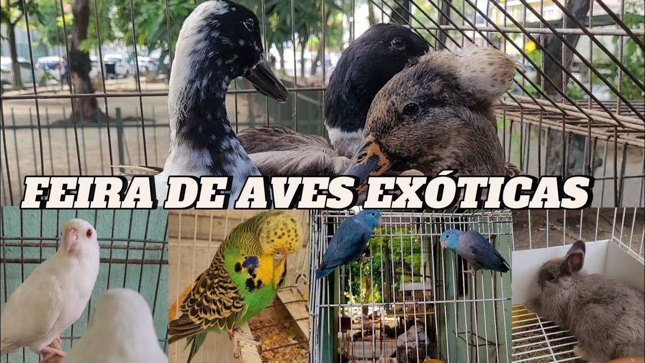 Feira de aves exóticas na Madalena