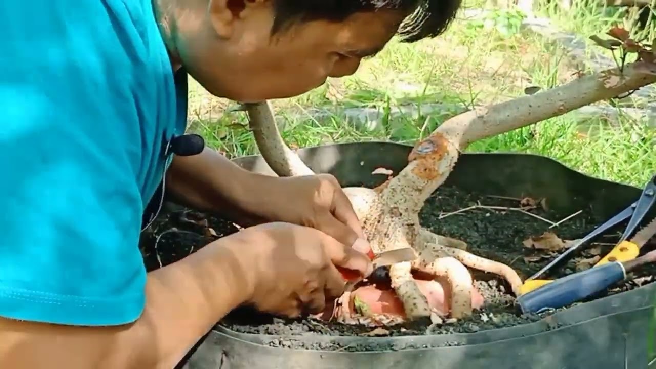 CARA PROGRAM AKAR BONSAI WARU
