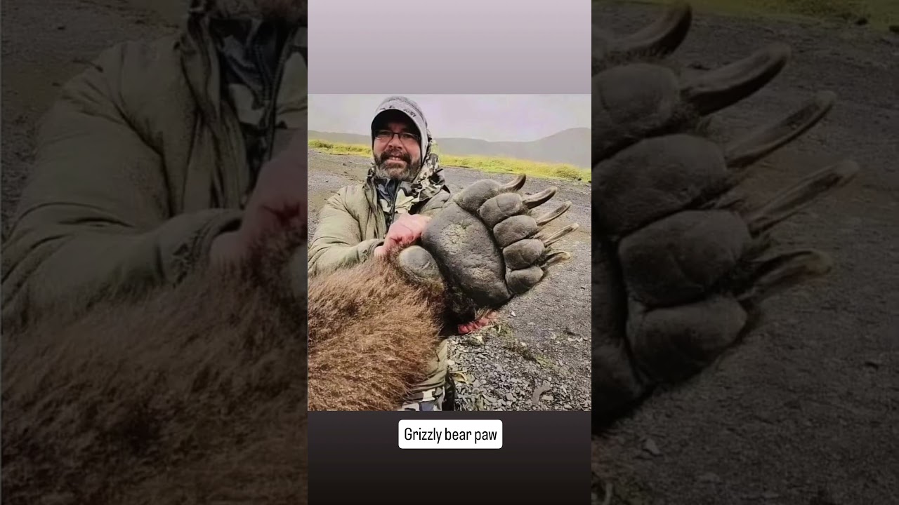 The size of a grizzly bear paw compared to a person