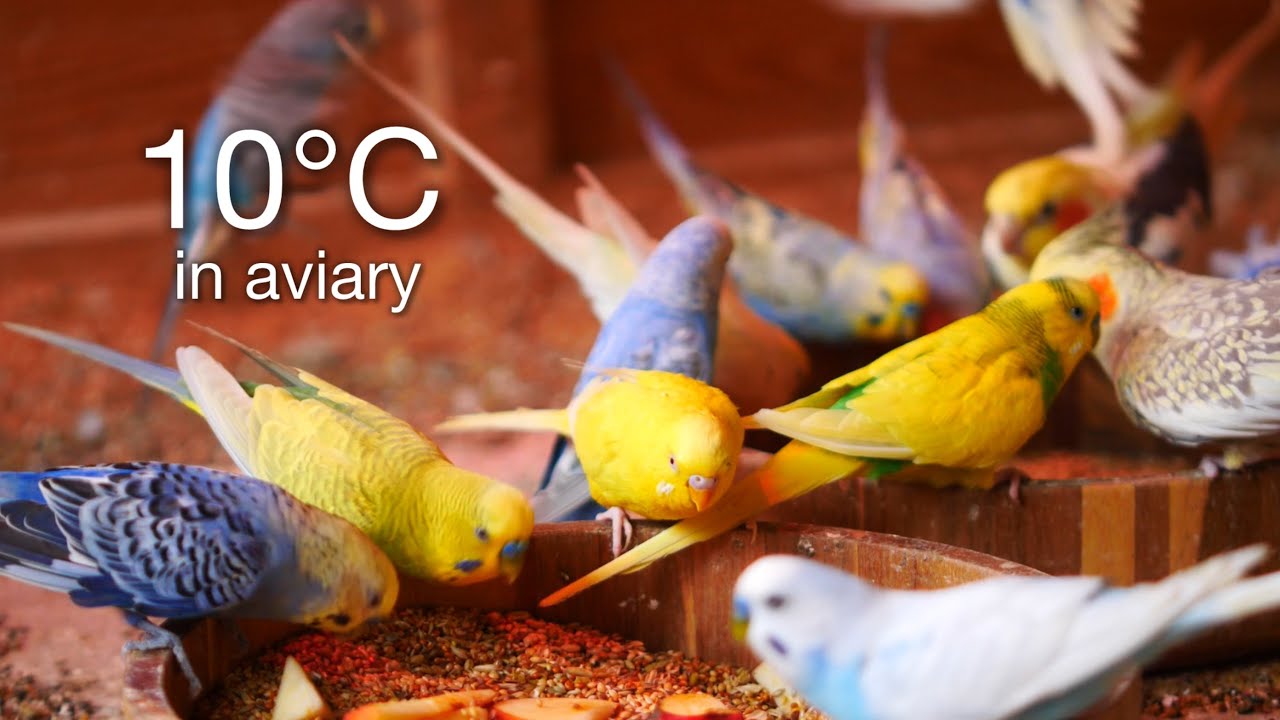 How My Birds Stay Warm During the Winter