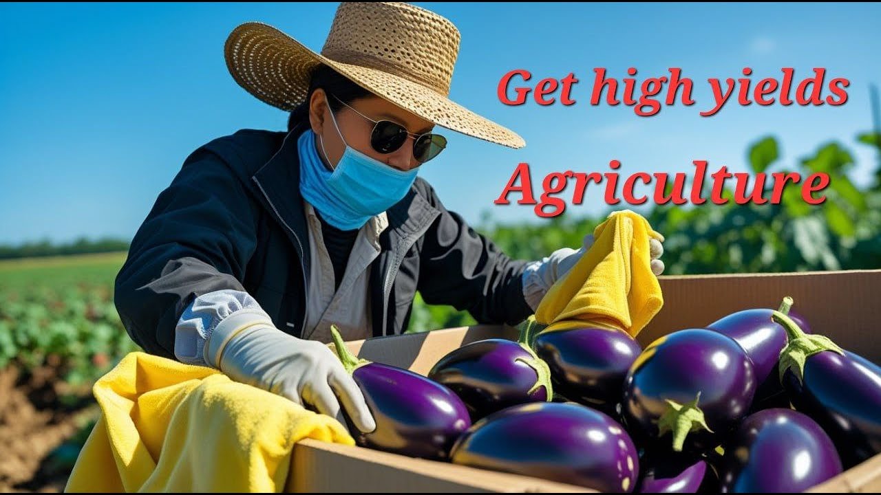 We will harvest eggplant again. Agricultural harvest in Canada