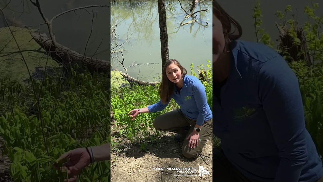 Check out this cool large bellwort flower #ShortsVideo #WillCounty