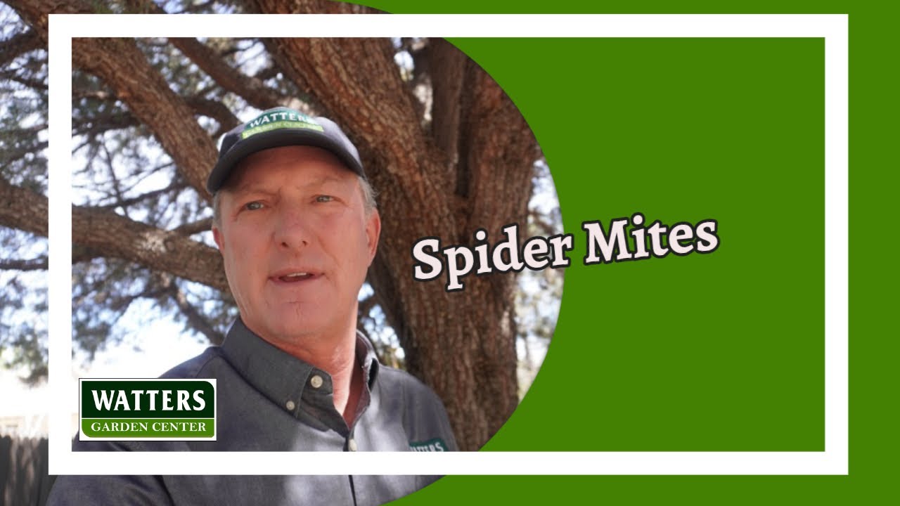 Spider Mites - How to Identify and How to get Rid of Them