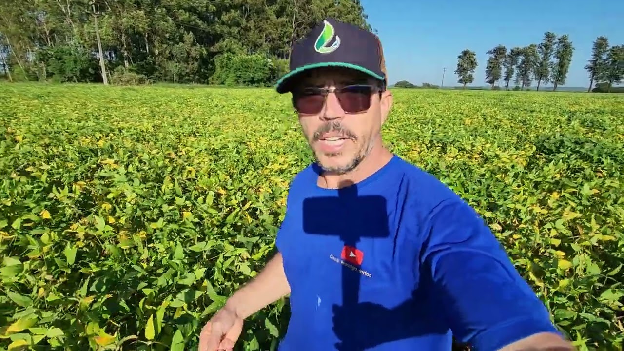 Soja 66i68 Quase no Ponto de Dessecar