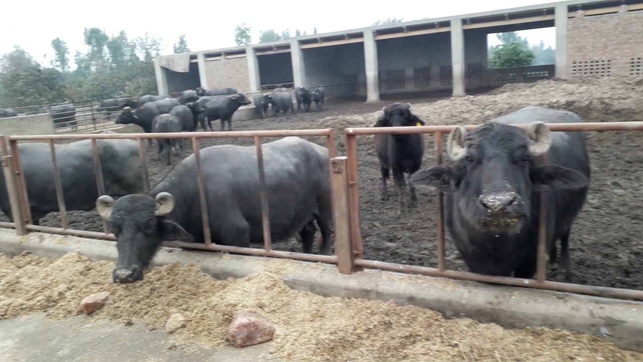Hunjra Dairy Farm Visit| Holand Cows Farming| Dairy Farming In Pakistan | Dera Din Panah