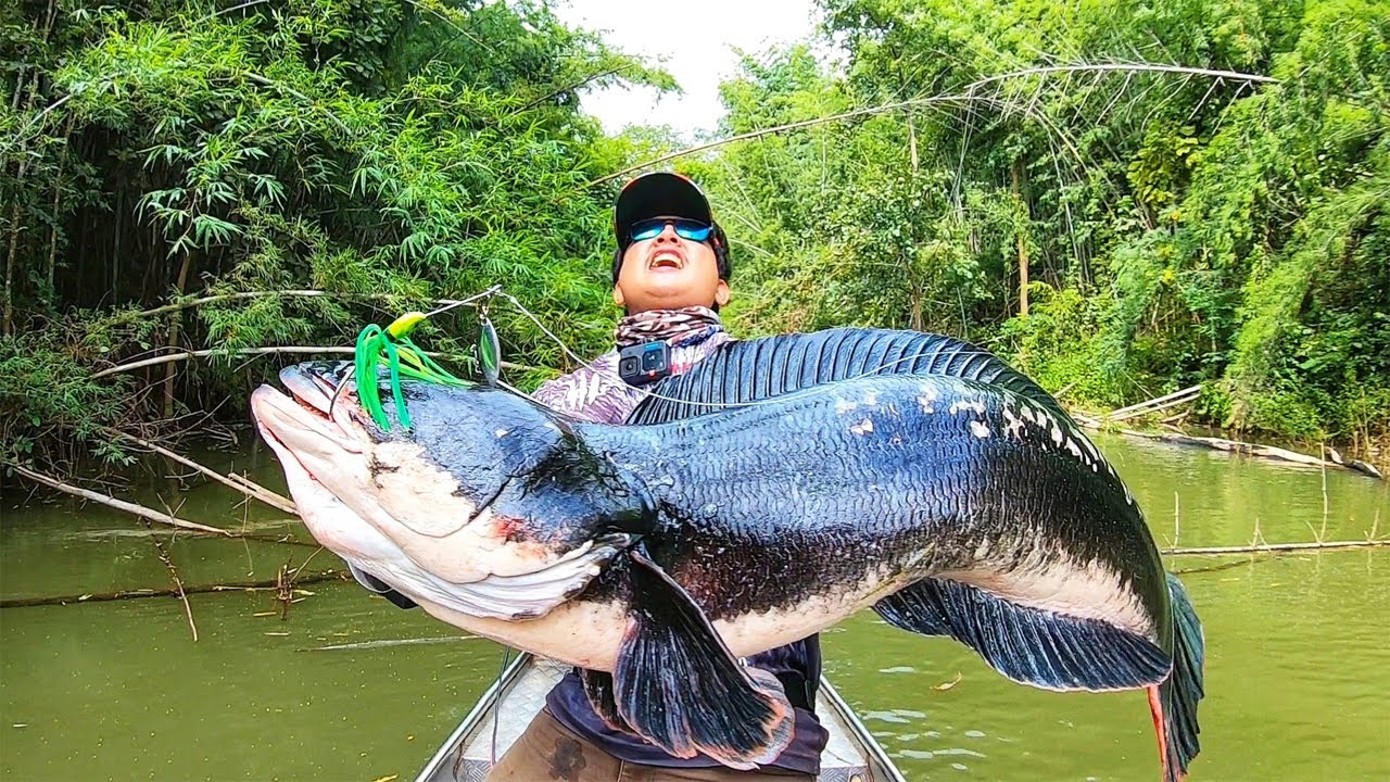 ตกปลาชะโดยักษ์ ใหญ่ที่สุดในชีวิต ใหญ่สุดเกือบ30ปอนด์