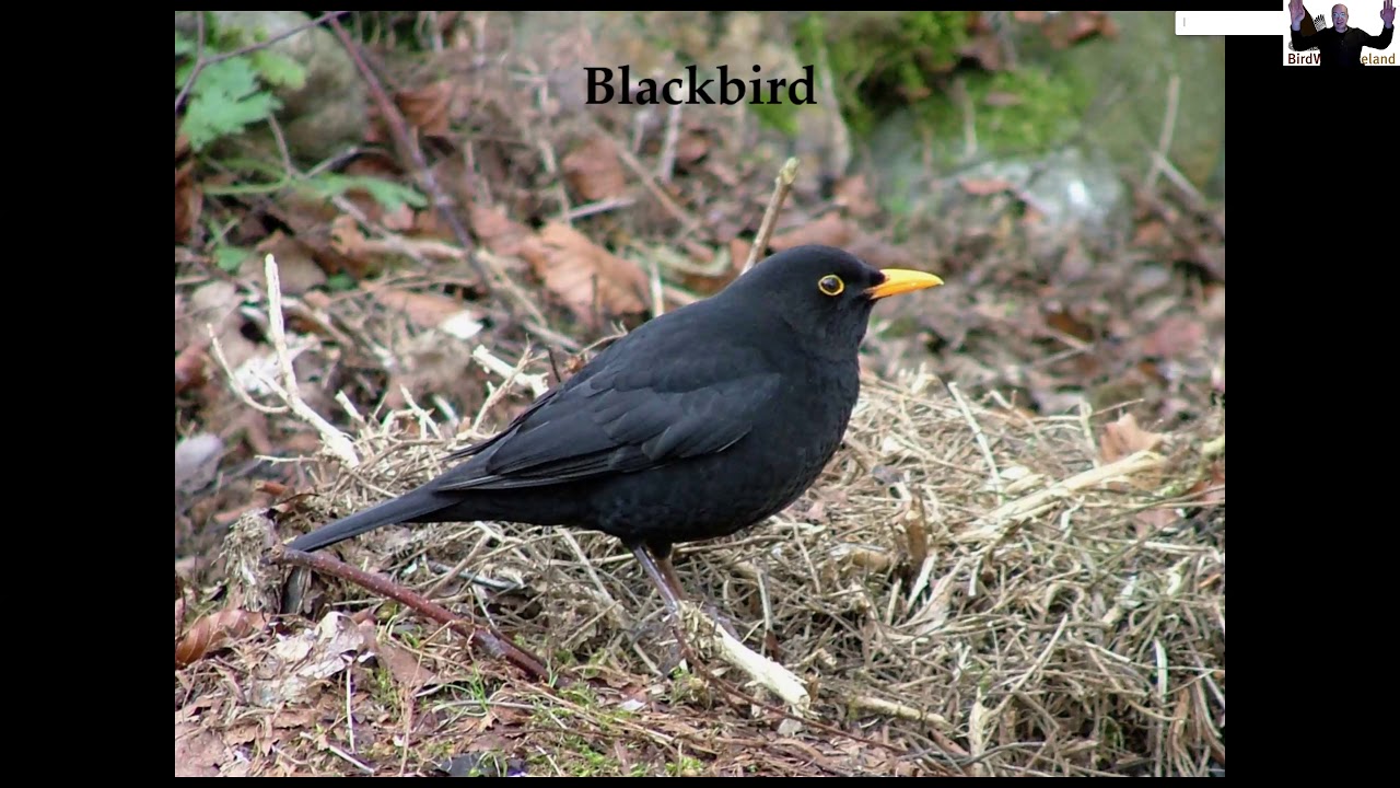 Your Garden Birds: Talk by Niall Hatch of Birdwatch Ireland